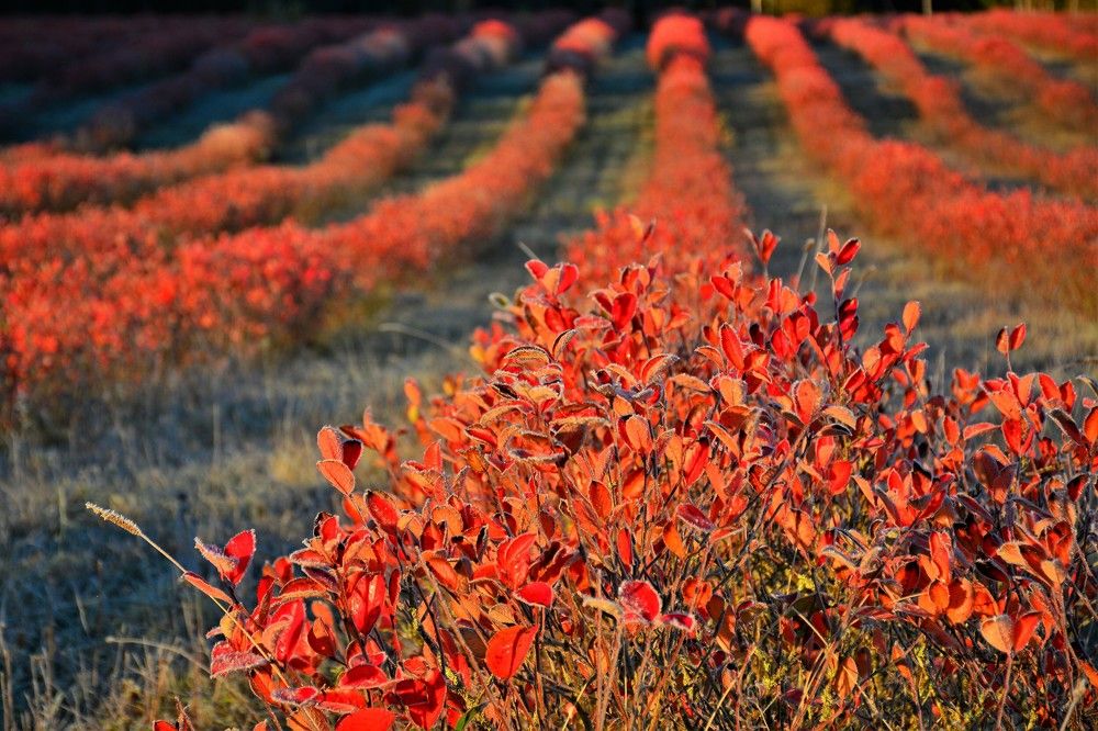 Фотография автора Linards Onzuls