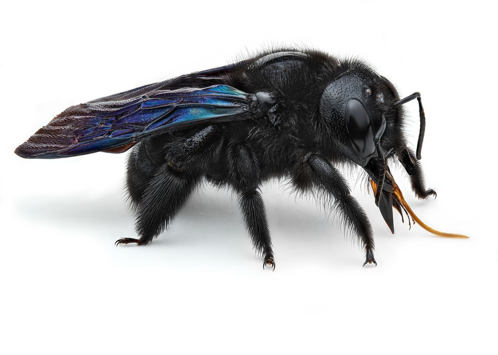 Photograph by Rastislav Borovsky