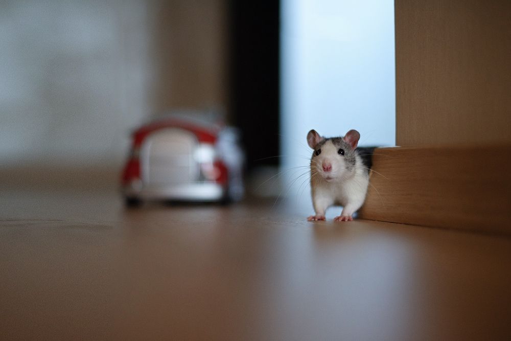 Любимые хвостики ❤️