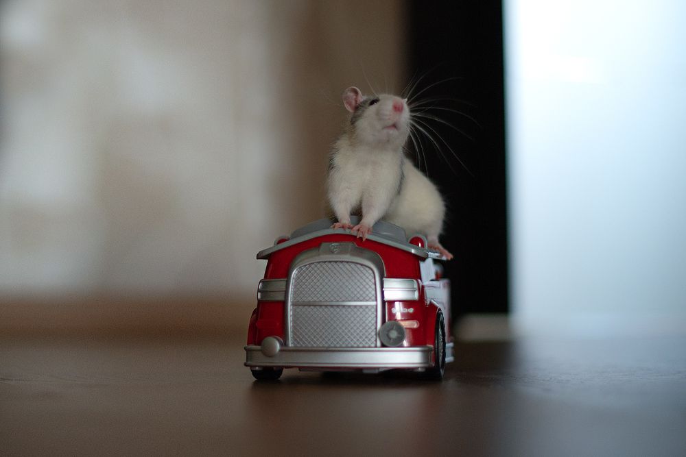 Любимые хвостики ❤️