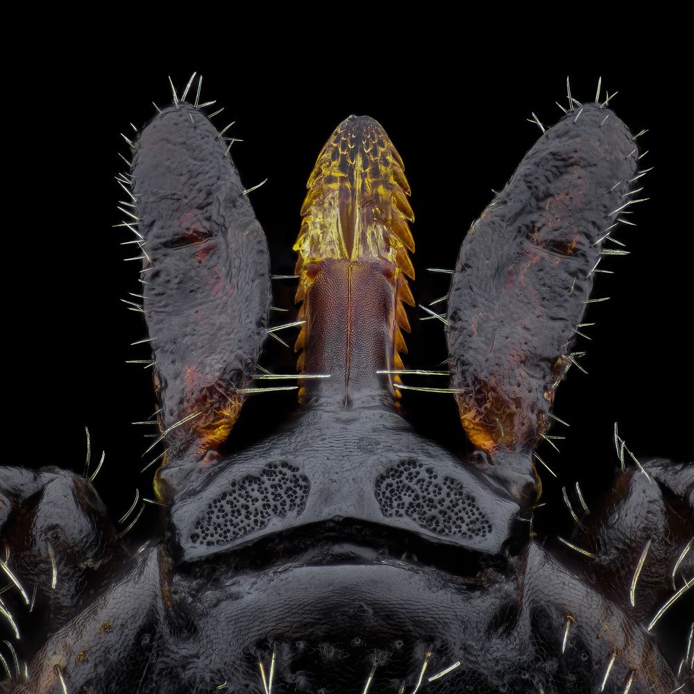 Photograph by Rastislav Borovsky