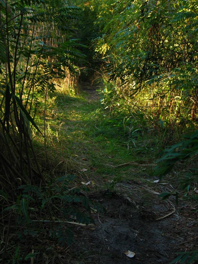 В тростнике