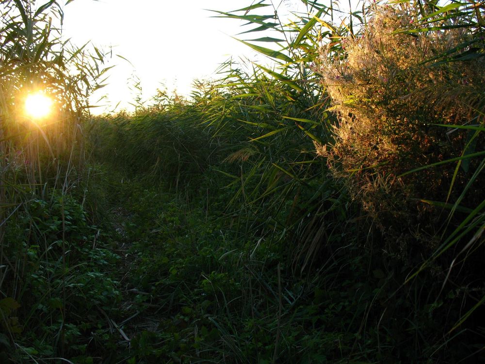 Тростниковый закат