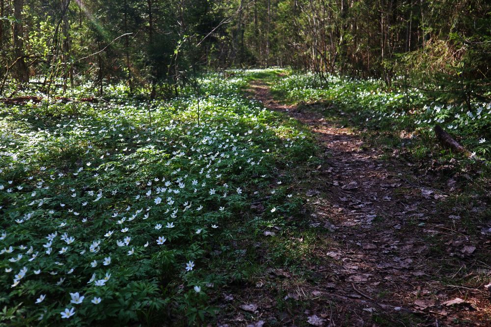 Photograph by Алла Бойко