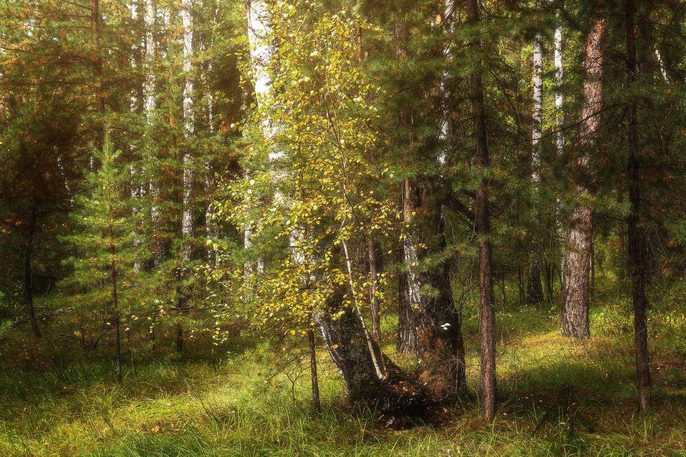 Photograph by Илья Толстоноженко