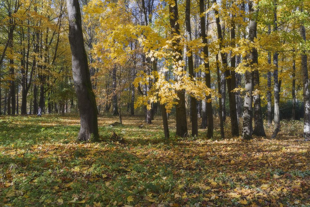 Осень в парке.