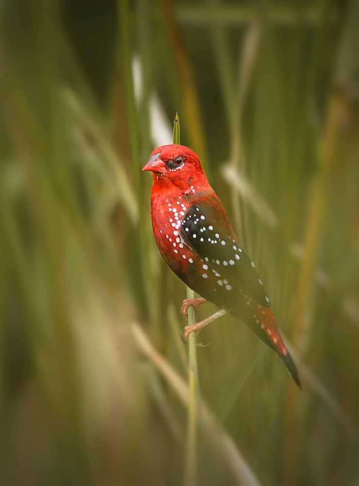 Photograph by George S George