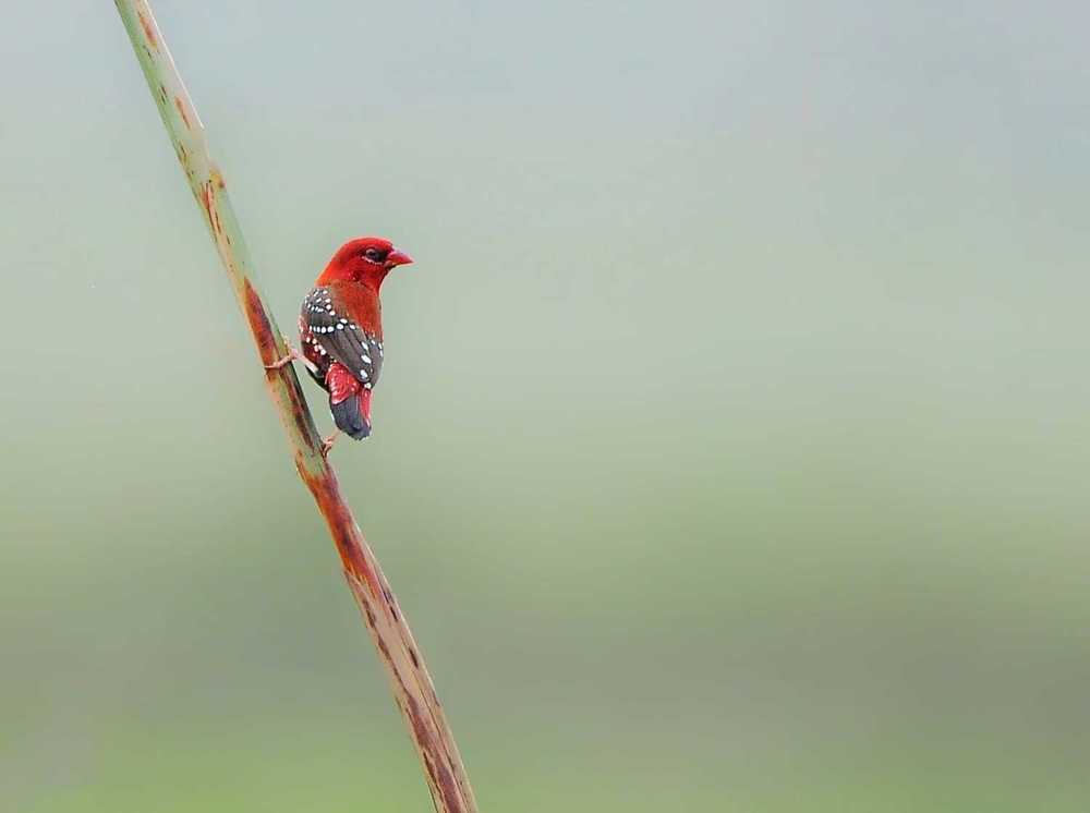 Photograph by George S George