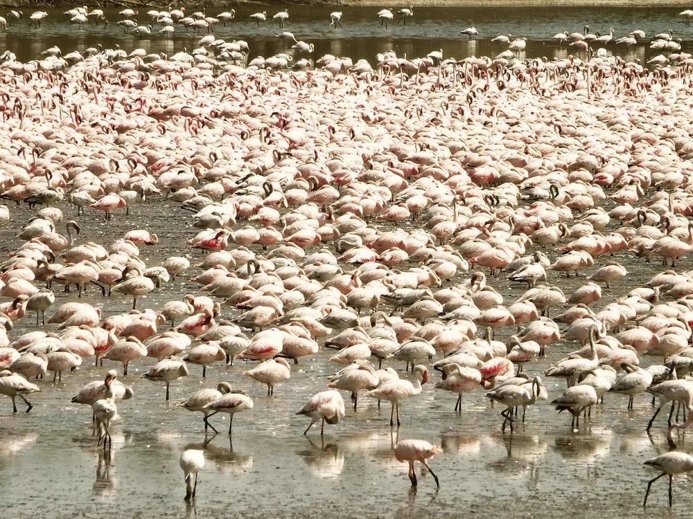 The flamingos conference!