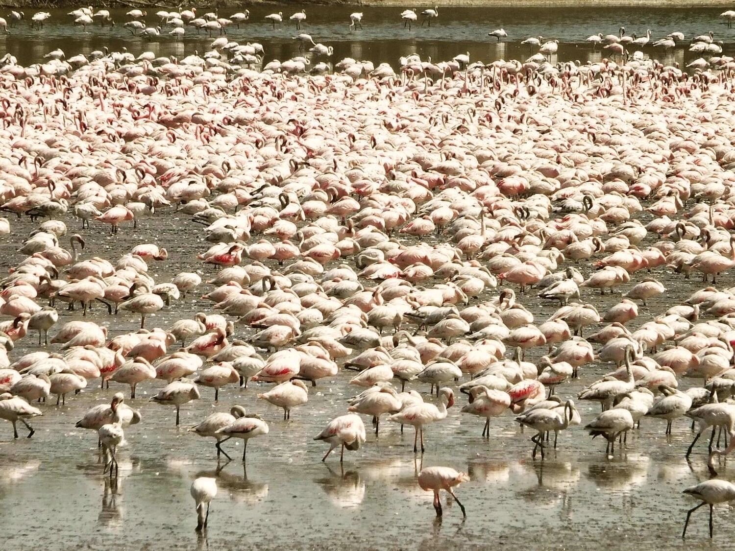 The flamingos conference!