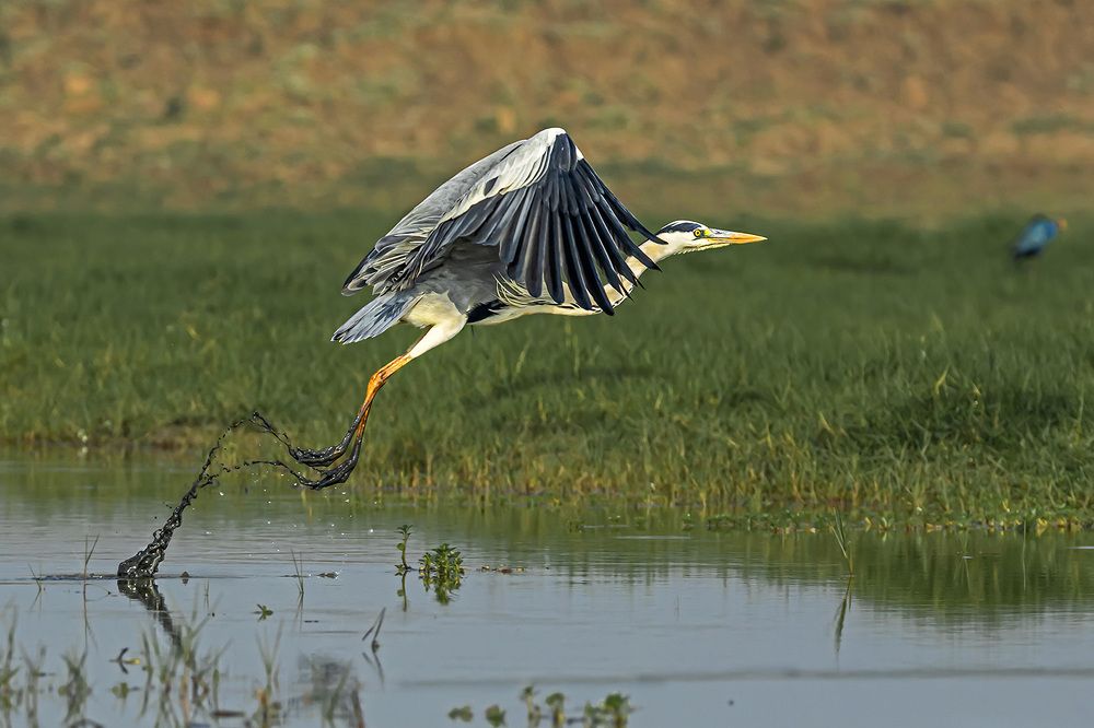 Photograph by Saumi Biswas
