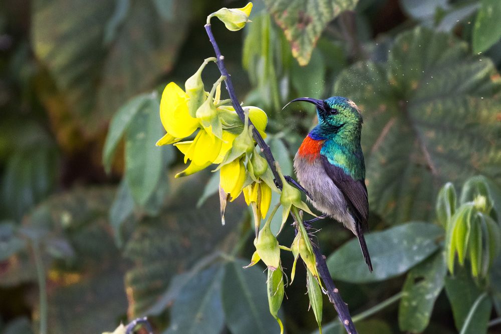 Eastern double collared Sunbird