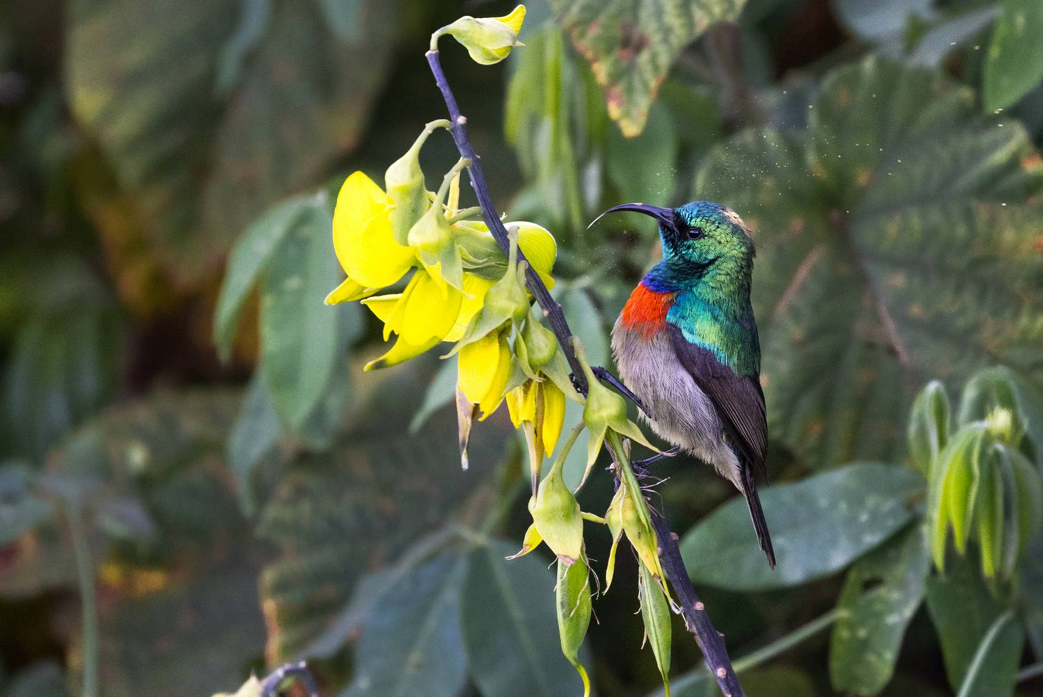 Eastern double collared Sunbird