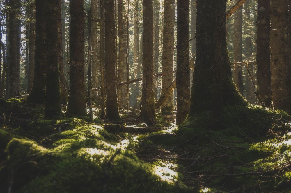 Photograph by Александр Салякаев