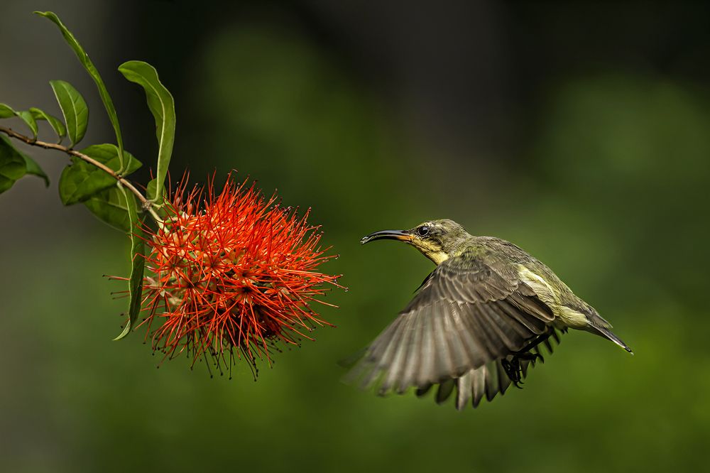 Photograph by Saumi Biswas