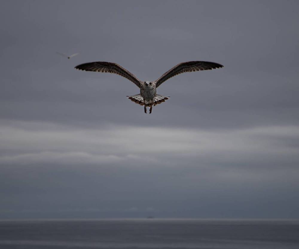 чайка в полете
