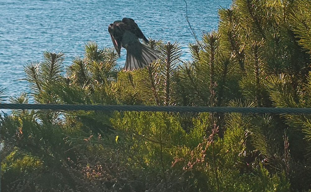 Фотография автора Джаф