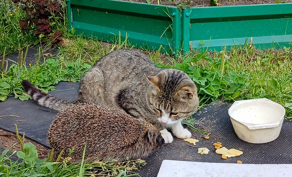 Фотография автора Джаф