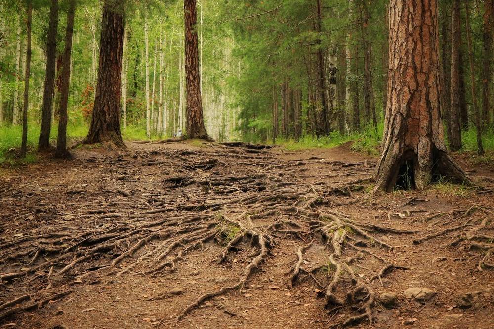 Фотография автора Анатолий Нифантов