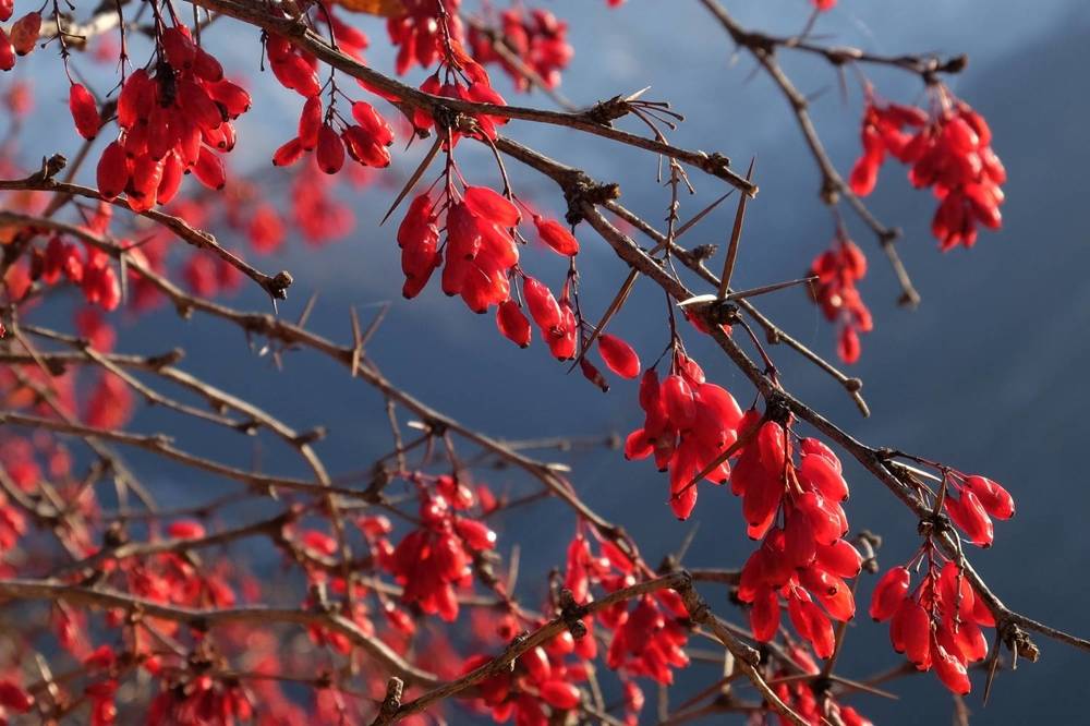 Колючая красота