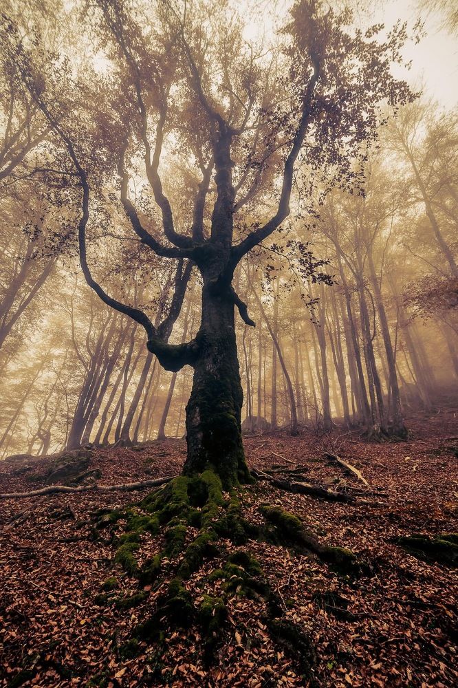 Фотография автора Katrina Koleva