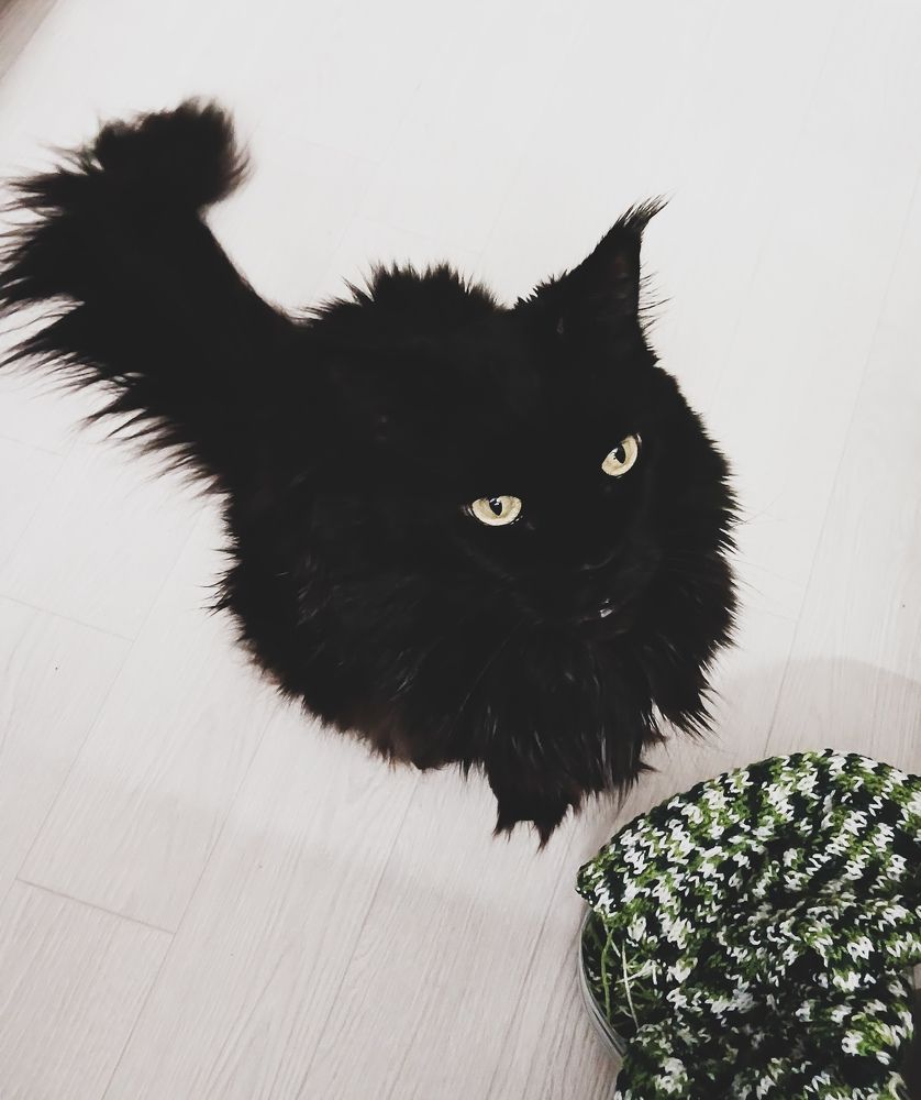 Фотография автора Джаф