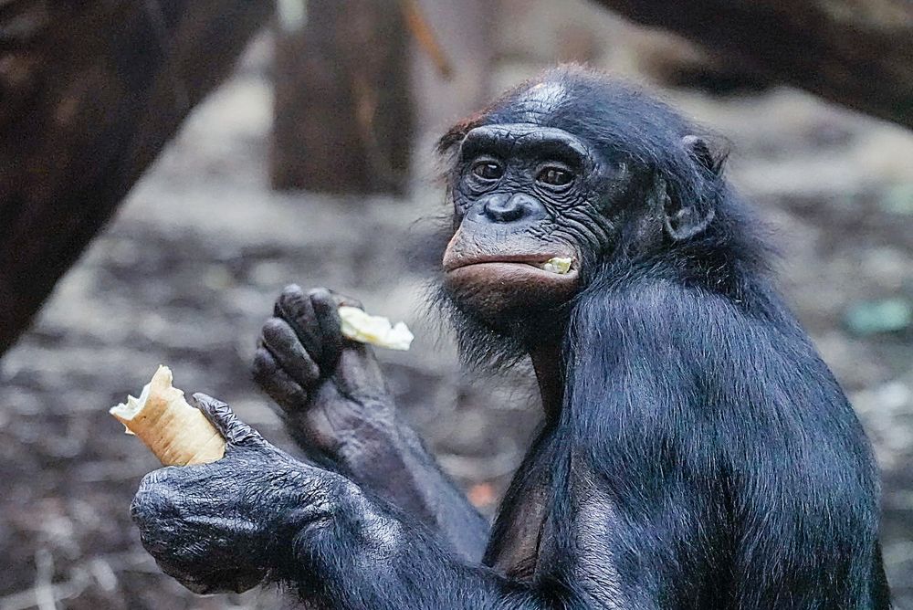 Фотография автора Jian Ma