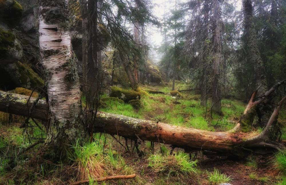 Photograph by Анатолий Нифантов