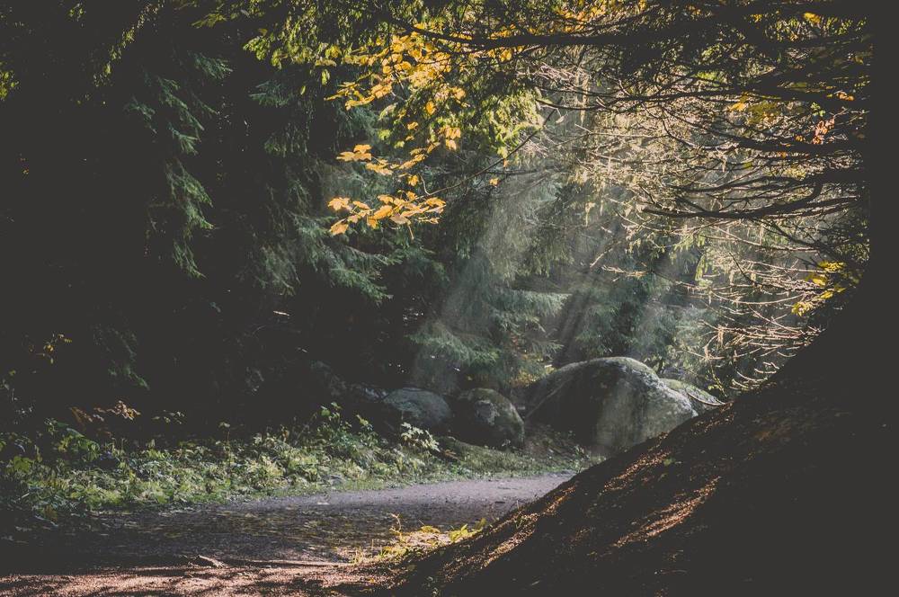 Sunrays in the shadow