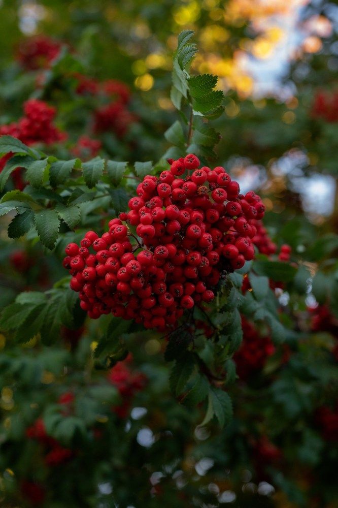 Photograph by Ирина Зиннурова