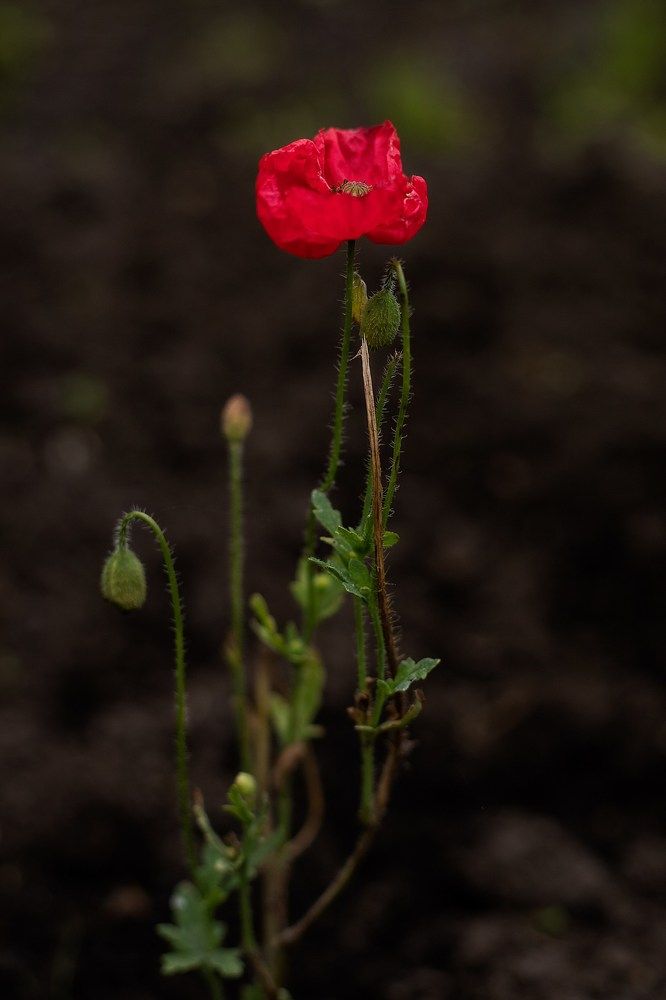 Photograph by Ирина Зиннурова