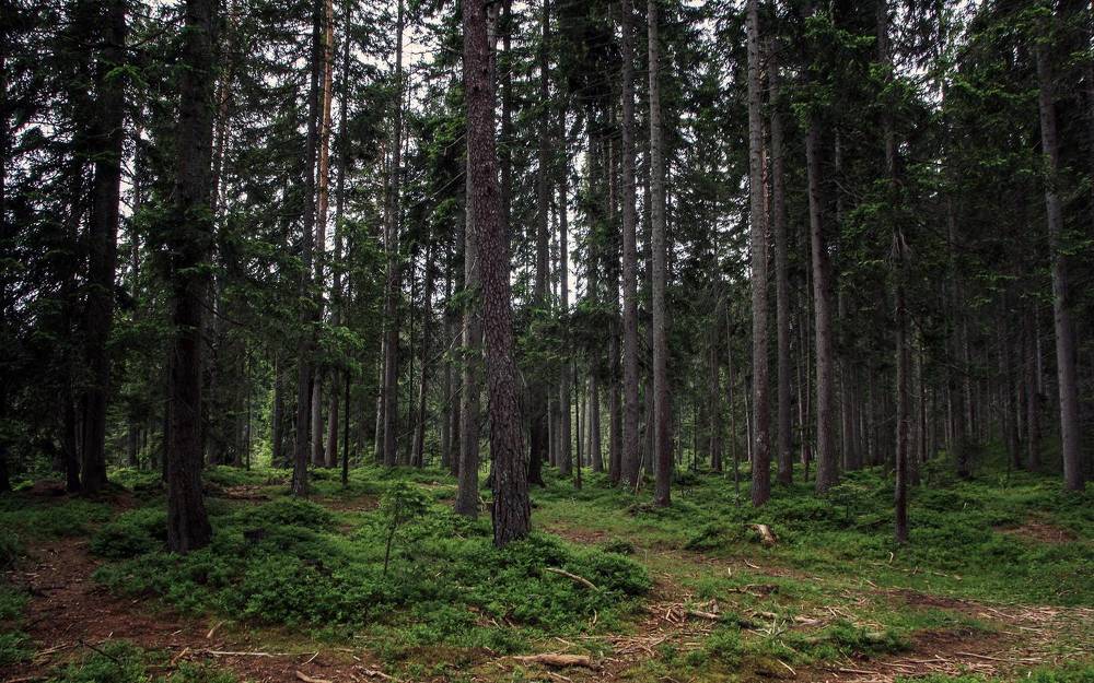 Фотография автора Александр