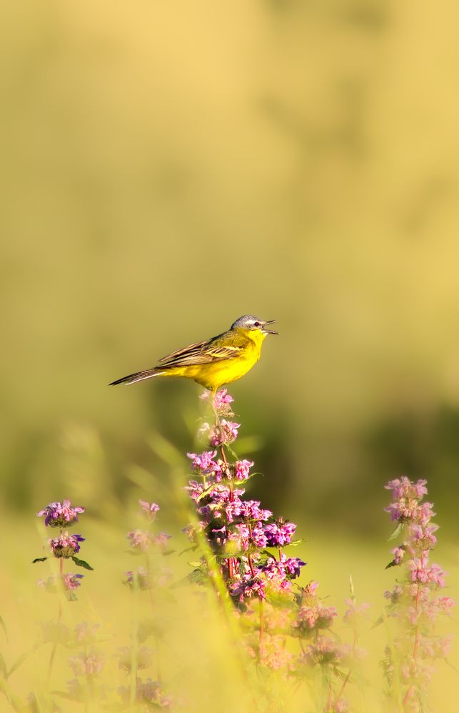 Photograph by Дмитрий Веретельников
