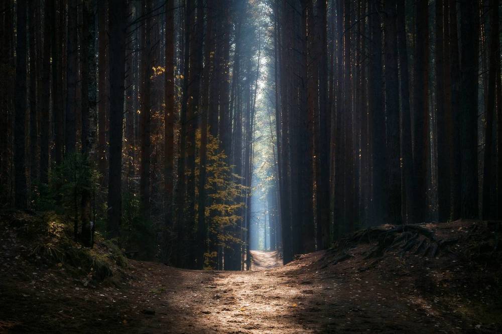 Photograph by Соколова Елена