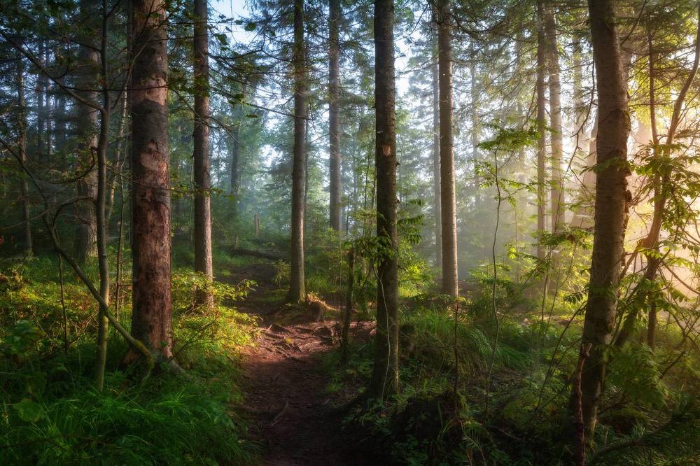 Photograph by Соколова Елена