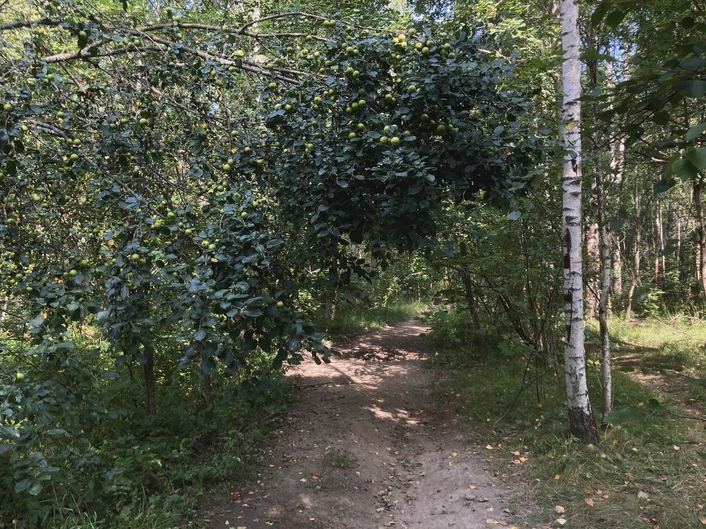 Фотография автора Алина Павлова