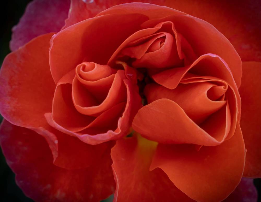 Photograph by Дария Максимова