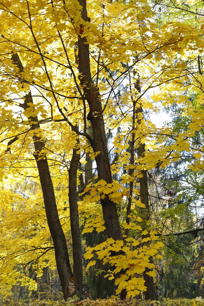 Photograph by Геннадий Капунов