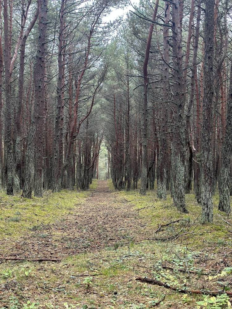 Фотография автора Анжела Нерсисян