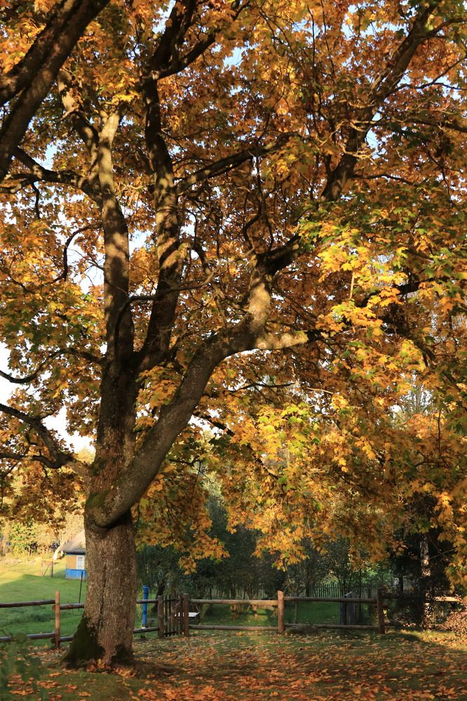 Фотография автора Ольга Никанович