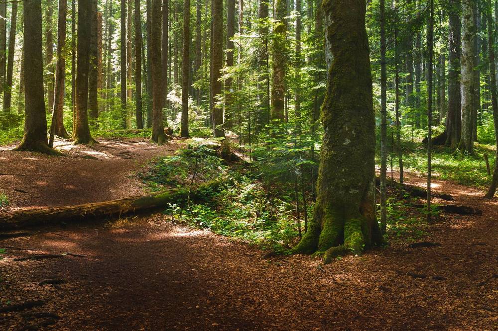 Path in a redwood forest