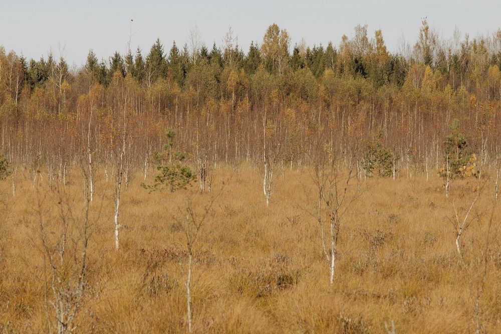 Фотография автора Ольга Никанович