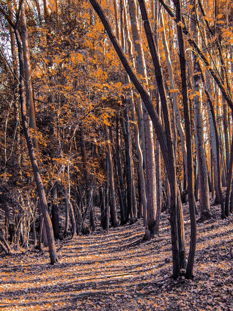 Фотография автора Naser Rezeian