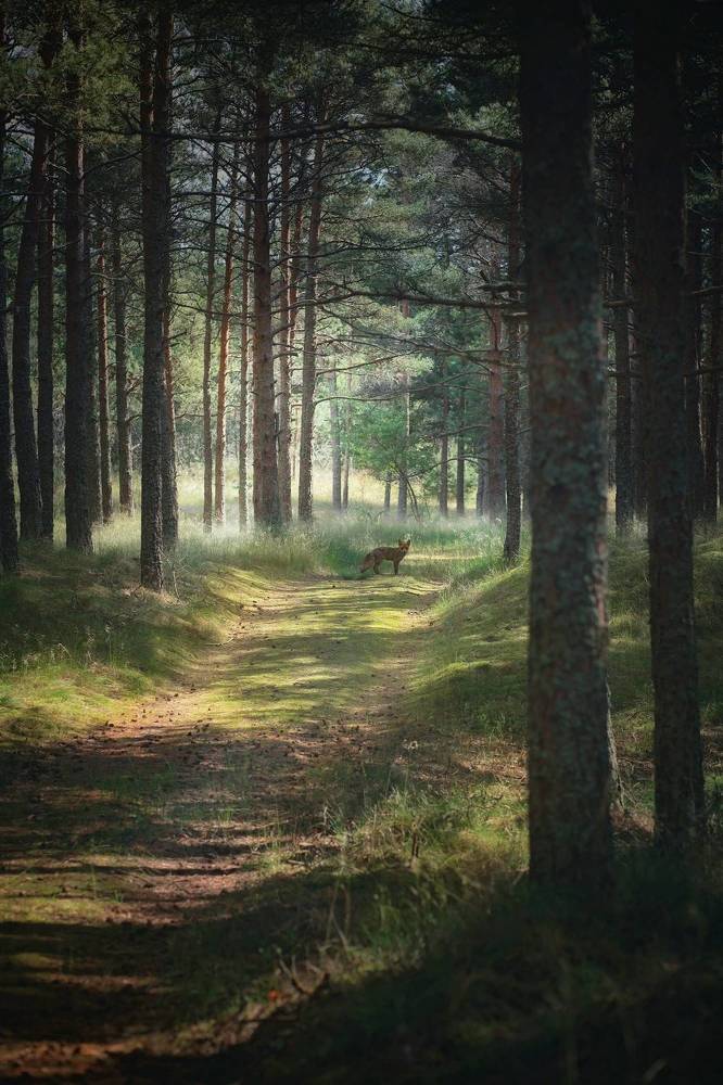 Photograph by Татьяна Максакова