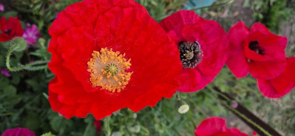 Фотография автора Ольга Мусина