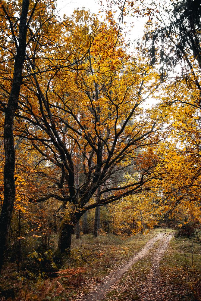 Photograph by Елена Владимировна