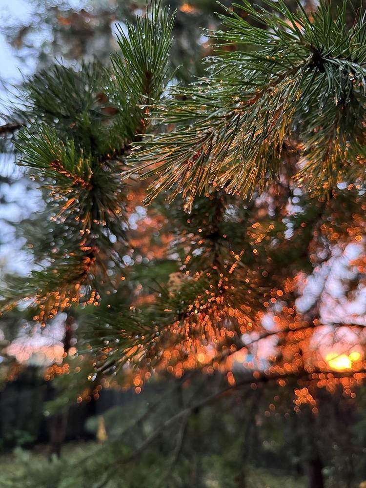 Photograph by Римма Большакова