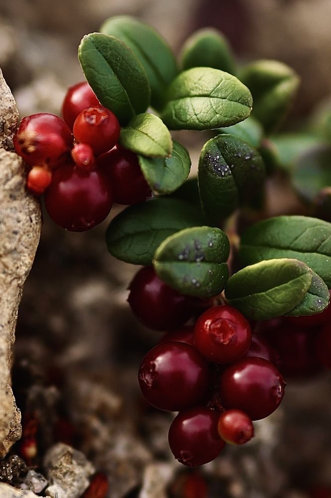 Photograph by Евгения Казакова