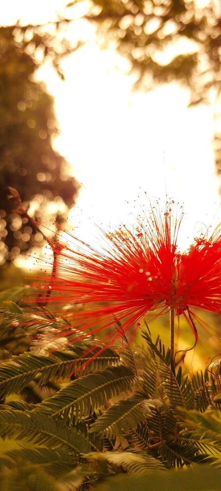 Photograph by CRINALDO REIS