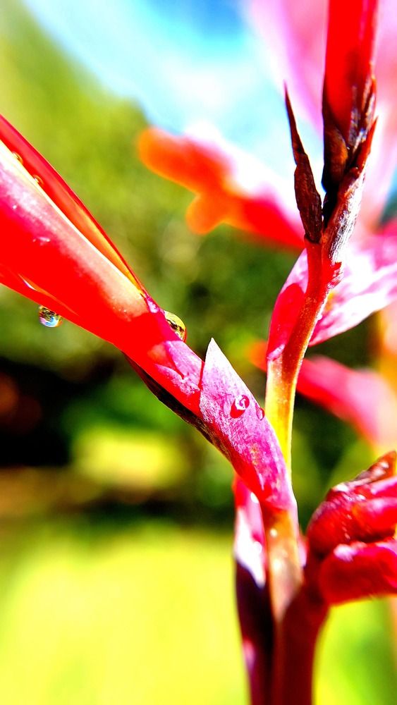 Photograph by CRINALDO REIS